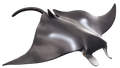 Manta Ray | 387353