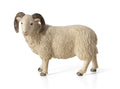 Sheep (Ram)