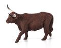 Highland Cow | 387199