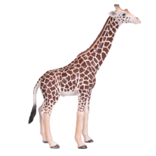 Giraffe Male | 381008