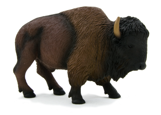 American Bison / Buffalo | 387024