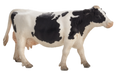 Holstein Cow