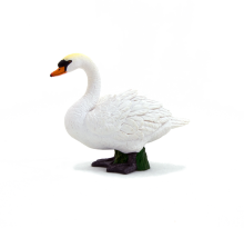 Mute Swan