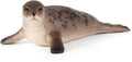 Grey Seal