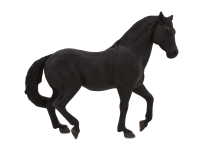 Andalusian Stallion Black
