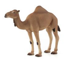 Arabian Camel
