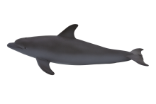 Bottle Nose Dolphin | 387118