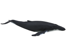 Humpback Whale | 387119