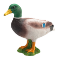 Mallard Duck