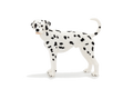 Dalmatian