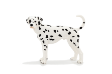 Dalmatian
