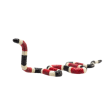 Coral Snake | 387251