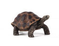 Giant Tortoise