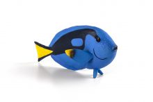 Blue Tang Fish | 387269