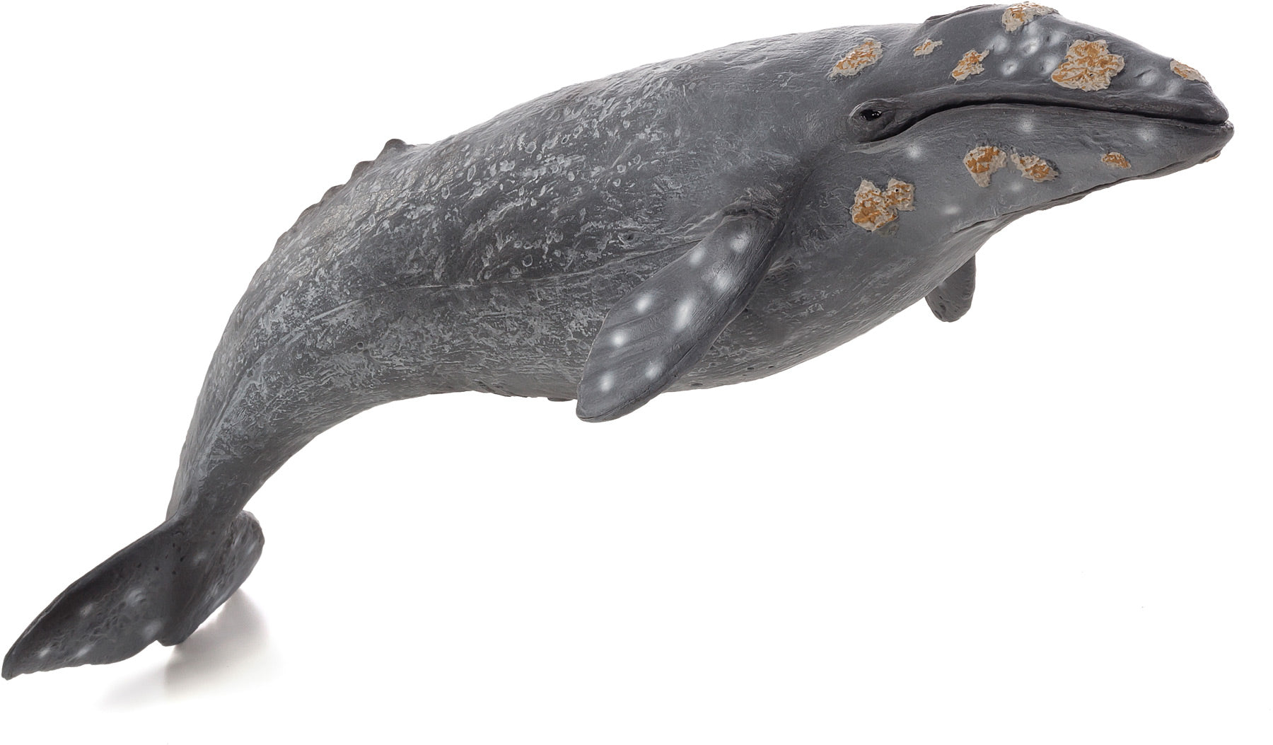Grey Whale