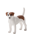 Jack Russell Terrier