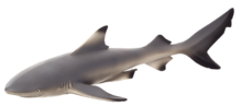 Black Tip Reef Shark | 387357