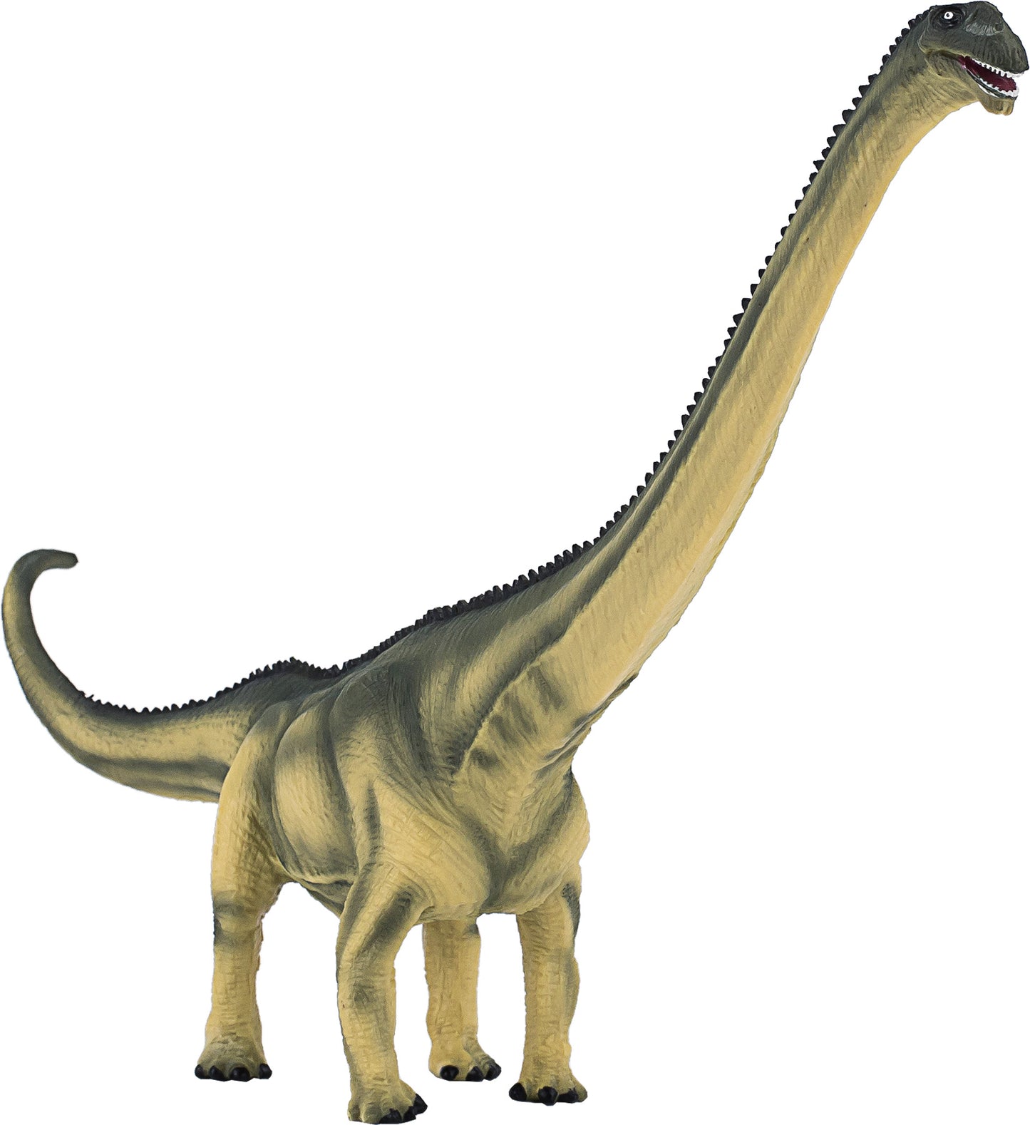 Mamenchisaurus New 2020