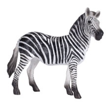 Zebra Mare New 2020
