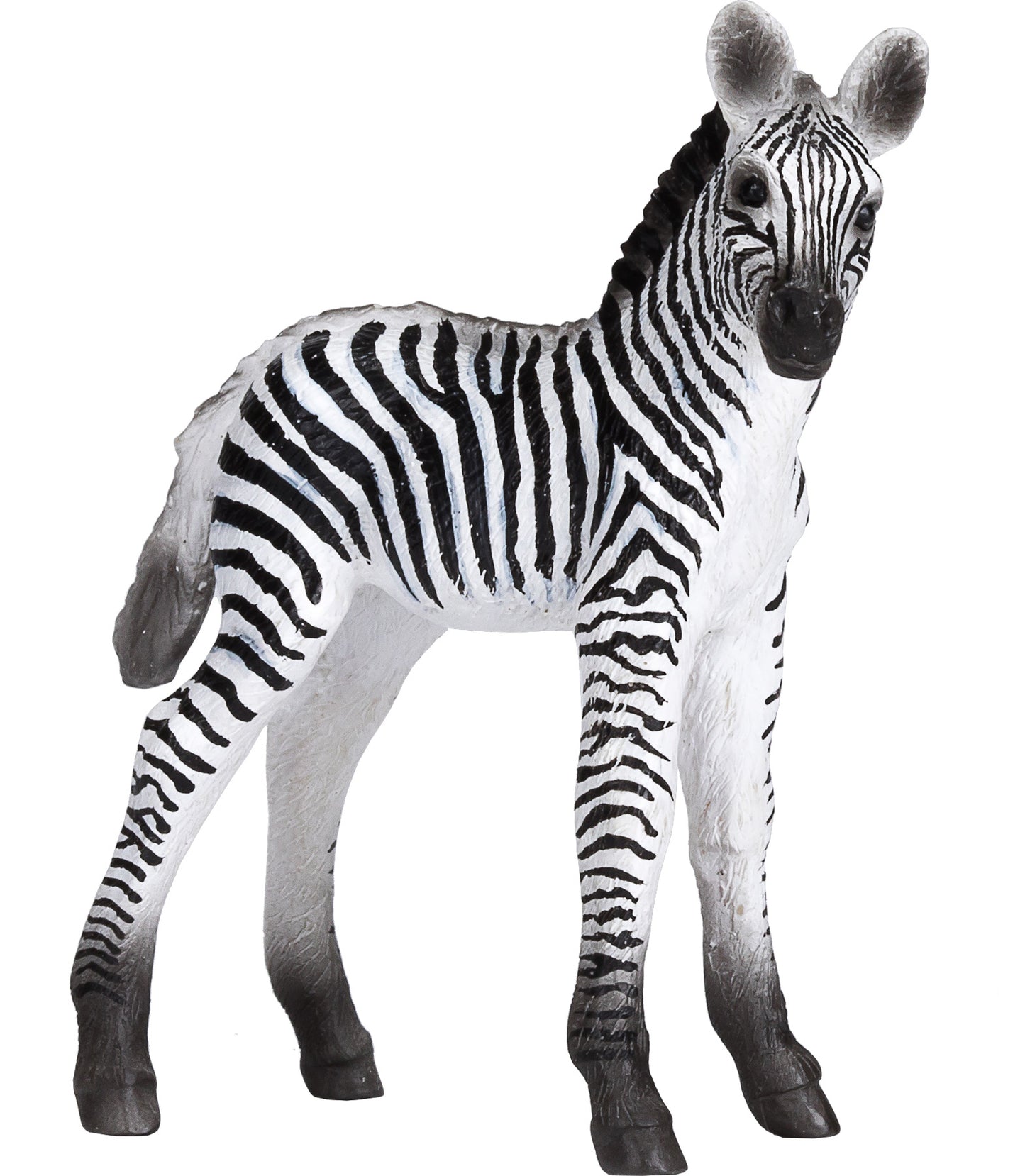 Zebra Foal New 2020