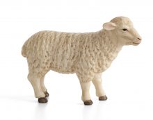 Sheep (Ewe)