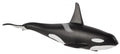 Orca Male | 387114