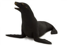 Californian Sea Lion